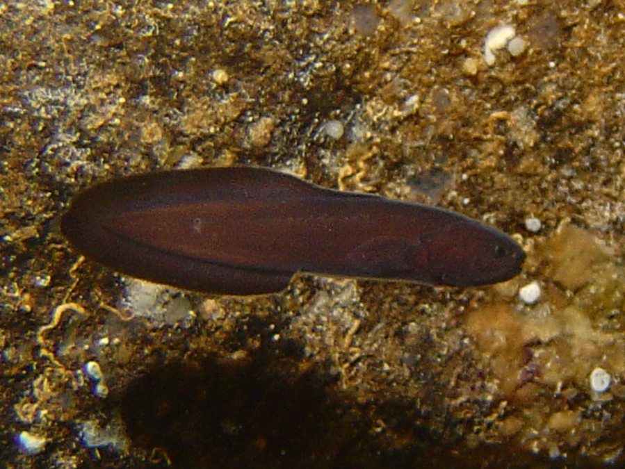 OPHIDIIFORMES (BROTULE)